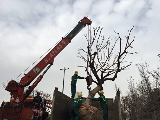 افزایش جابه‌جایی درختان در دوره فعلی مدیریت شهری تهران