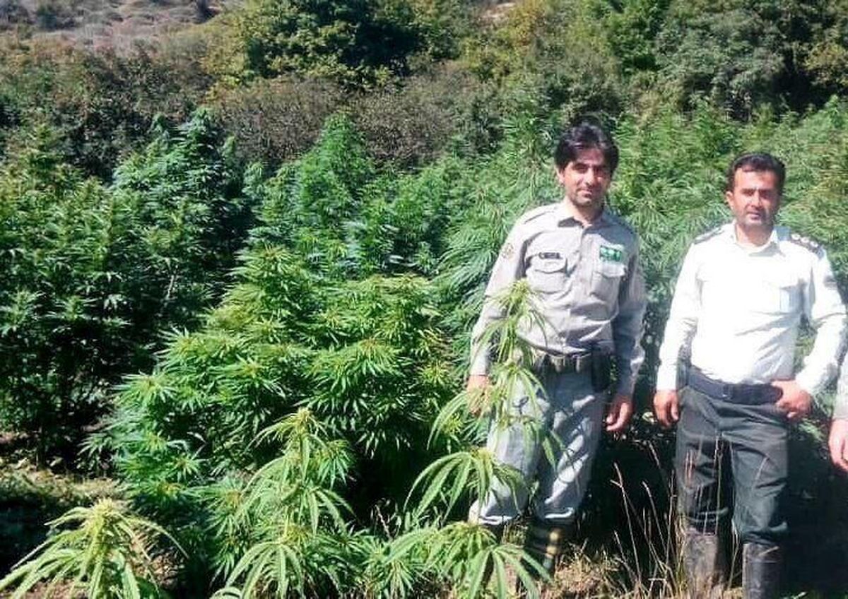 کشف مزرعه ماری‌جوانا در ارتفاعات مازندران