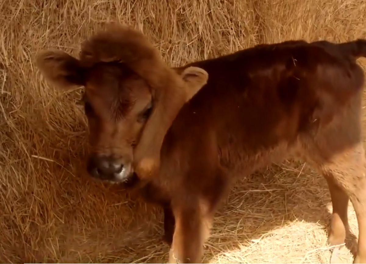 گوساله شگفت‌انگیز در مزرعه آمریکایی