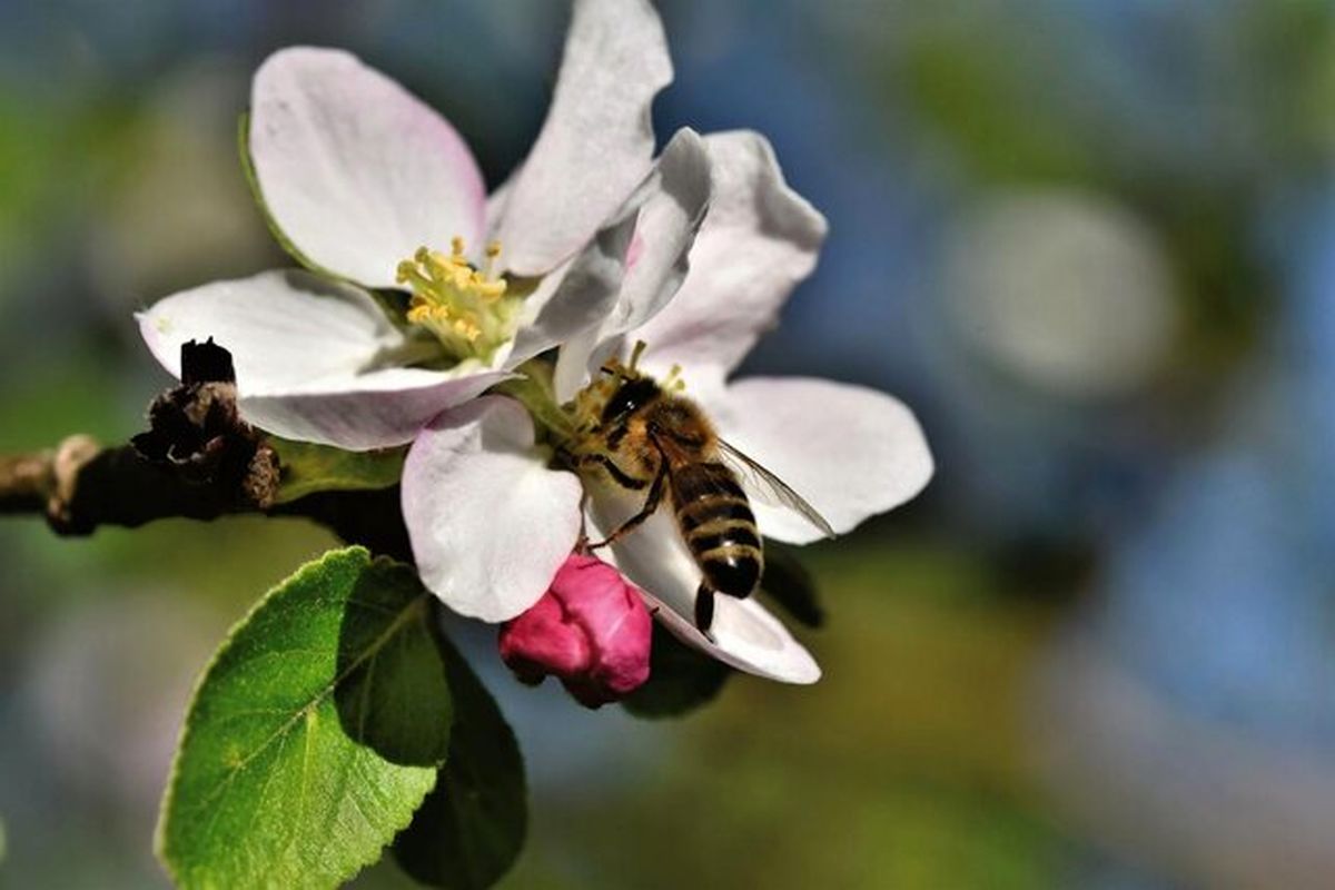 درباره زنبور عسل چه می‌دانید؟