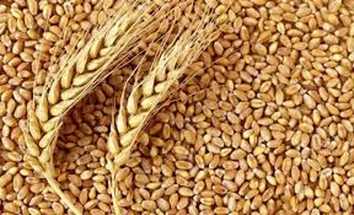 قیمت فروش گندم اصلاح می شود