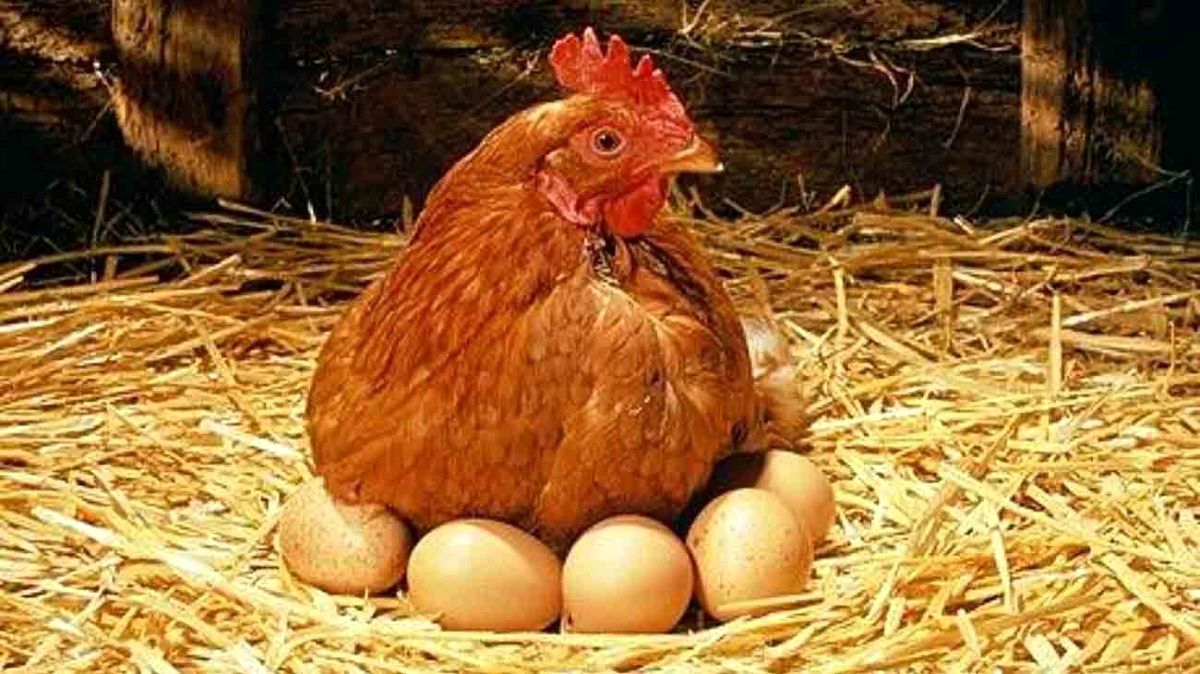 وضعیت مرغ و تخم مرغ در چه حالی است؟/ دفتر مرکزی در امارات تشکیل شده