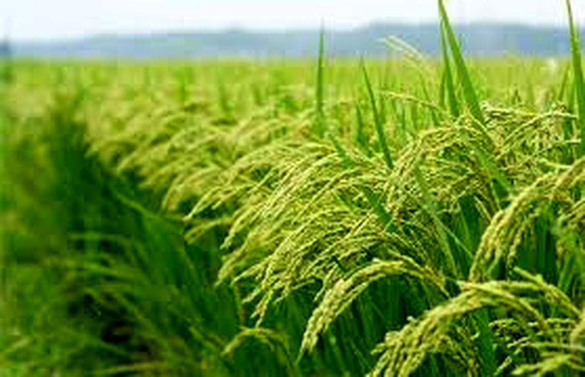 کاهش ٦٩ درصدی واردات برنج