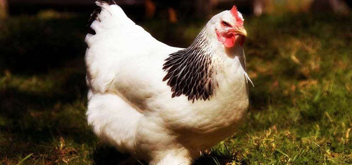 فروش مرغ بیش از ۲۷ هزار تومان سودجویی است