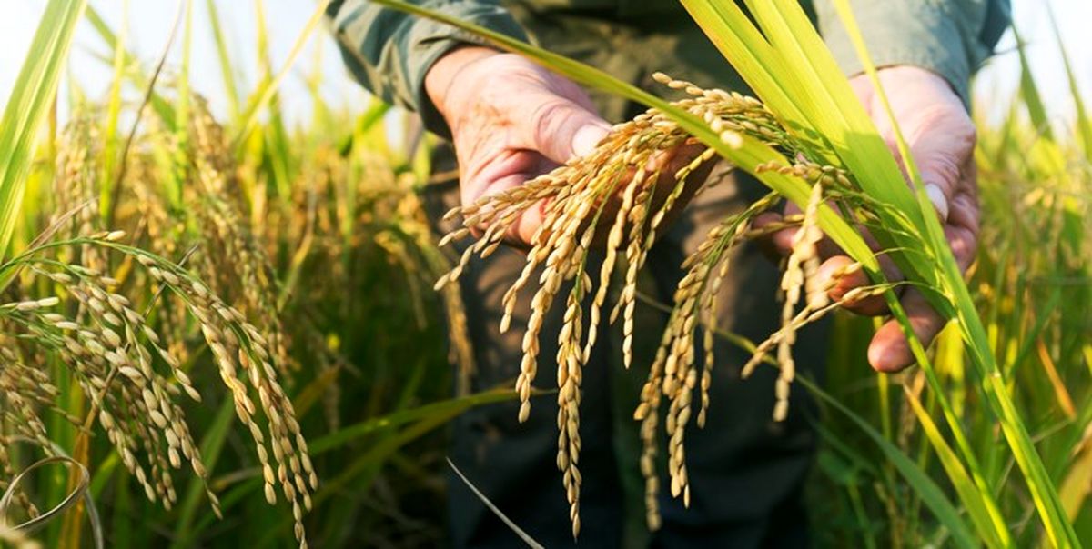پیش بینی تولید ۲ میلیون و ۲۰۰ هزار تن برنج در سالجاری
