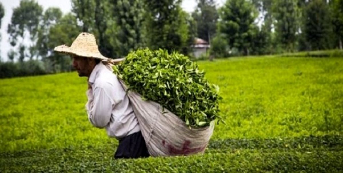 رشد ۲۳ درصدی خرید برگ سبز چای