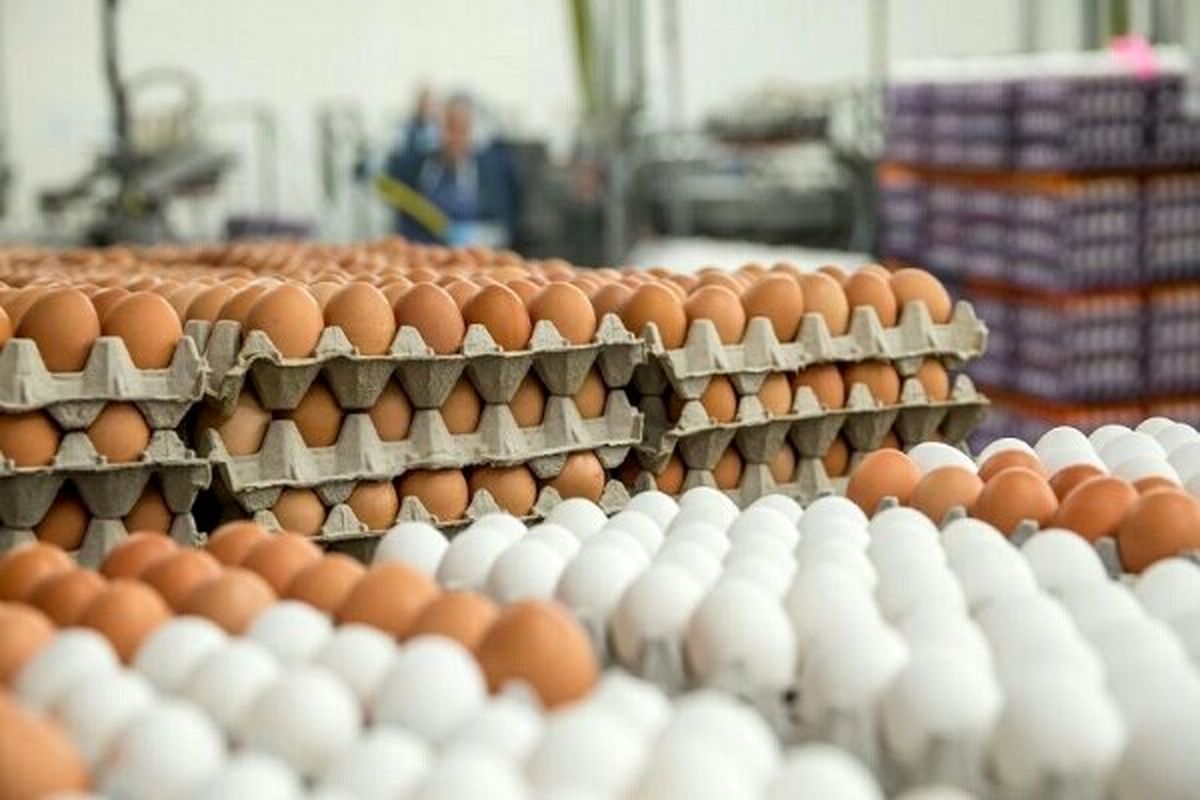 عرضه تخم مرغ در ماه‌های آتی کاهش می یابد
