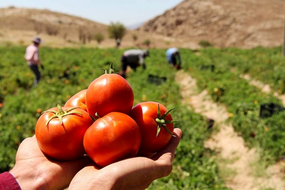 روند نزولی صادرات گوجه فرنگی برای تامین بازار داخل