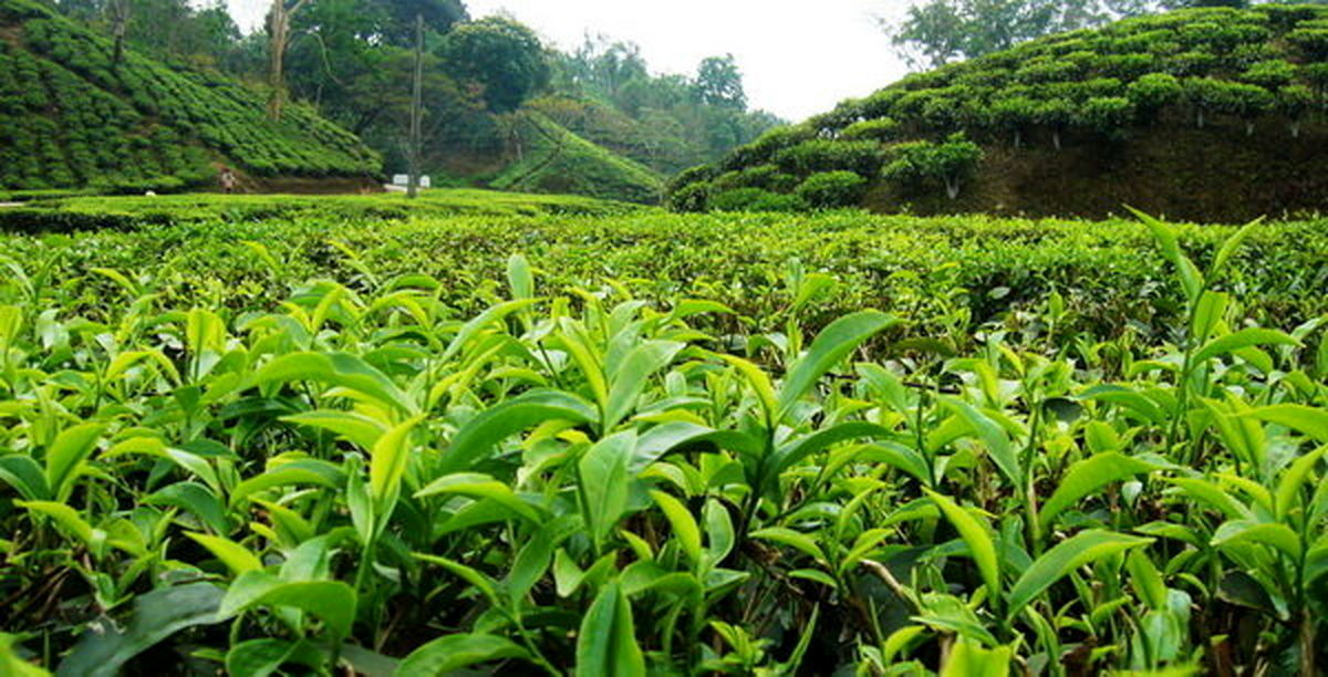افزایش  ۲۵ درصدی  تولید چای در کشور