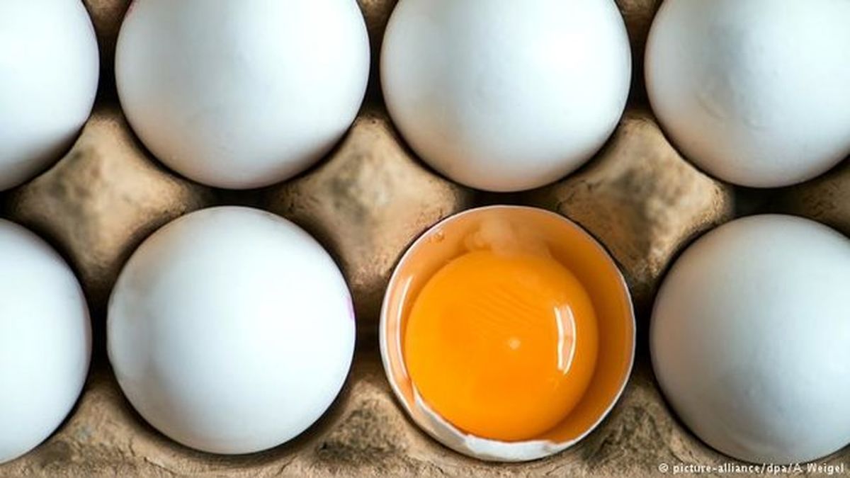 عرضه تخم مرغ با قیمت ۴۲۵۰۰ تومان از امروز