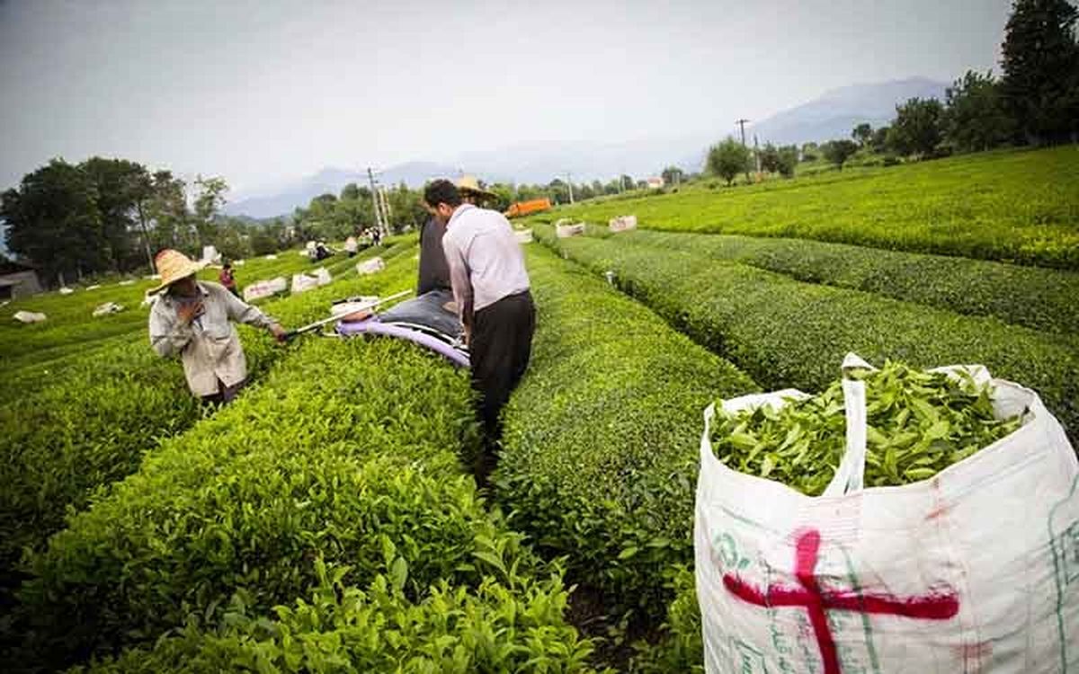 صادرات ۱۰ هزار تن چای با قیمت کمتر از یک دلار!