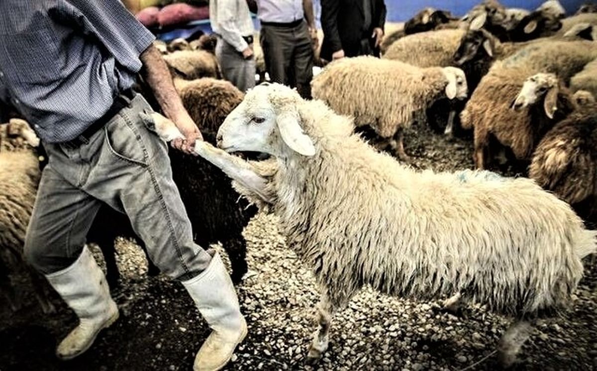 گوسفندان، گرسنه و ناچار به کشتارگاه می‌روند!