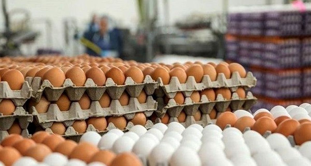واردات، قیمت تخم‌مرغ را کاهش داد