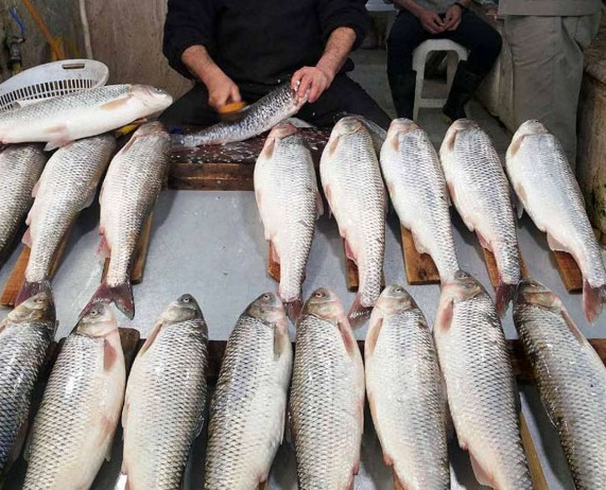 قاچاق گسترده ماهی به دوبی!