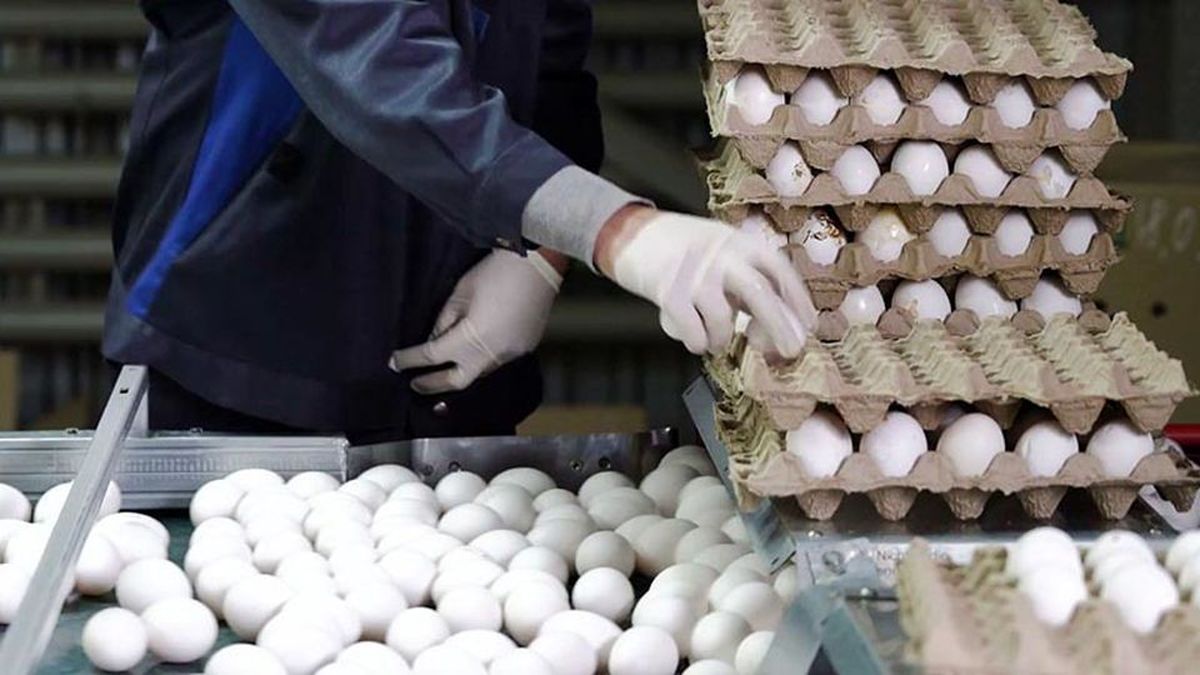 قیمت تخم مرغ افزایش یافت/ قیمت هر کیلو برای مصرف کننده؛ ۵۶ هزار تومان