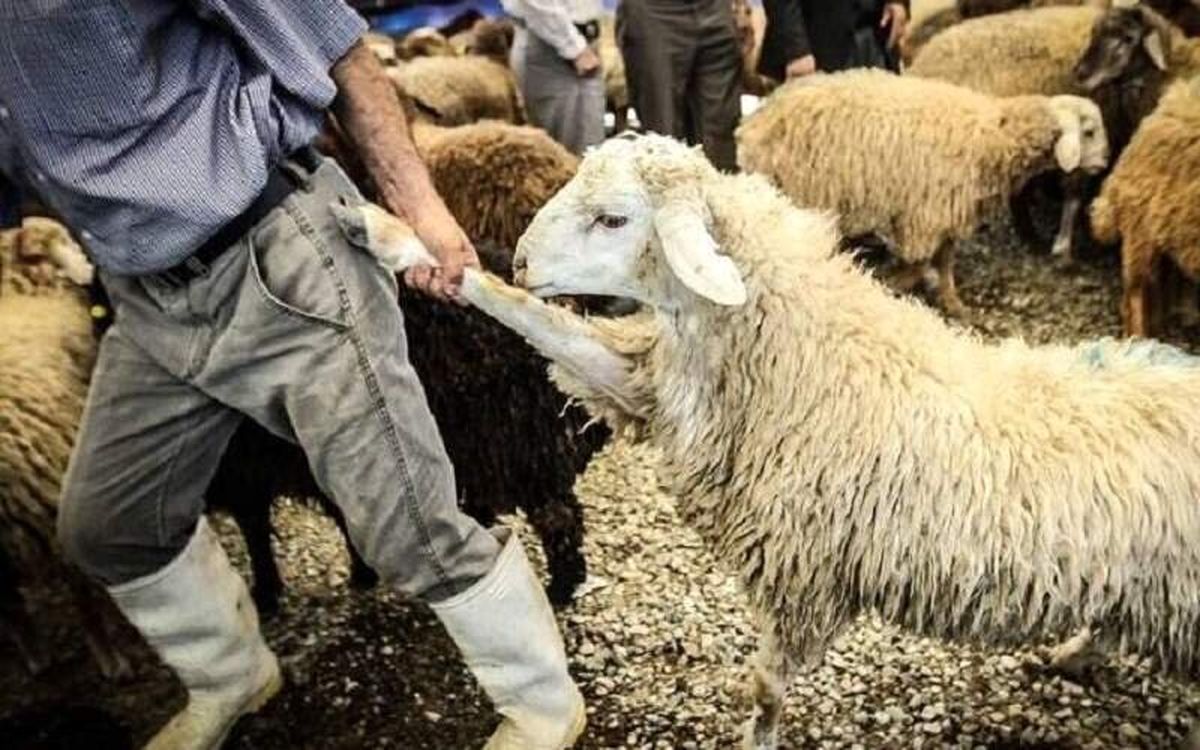 حجاج گوسفند شراکتی بگیرند!