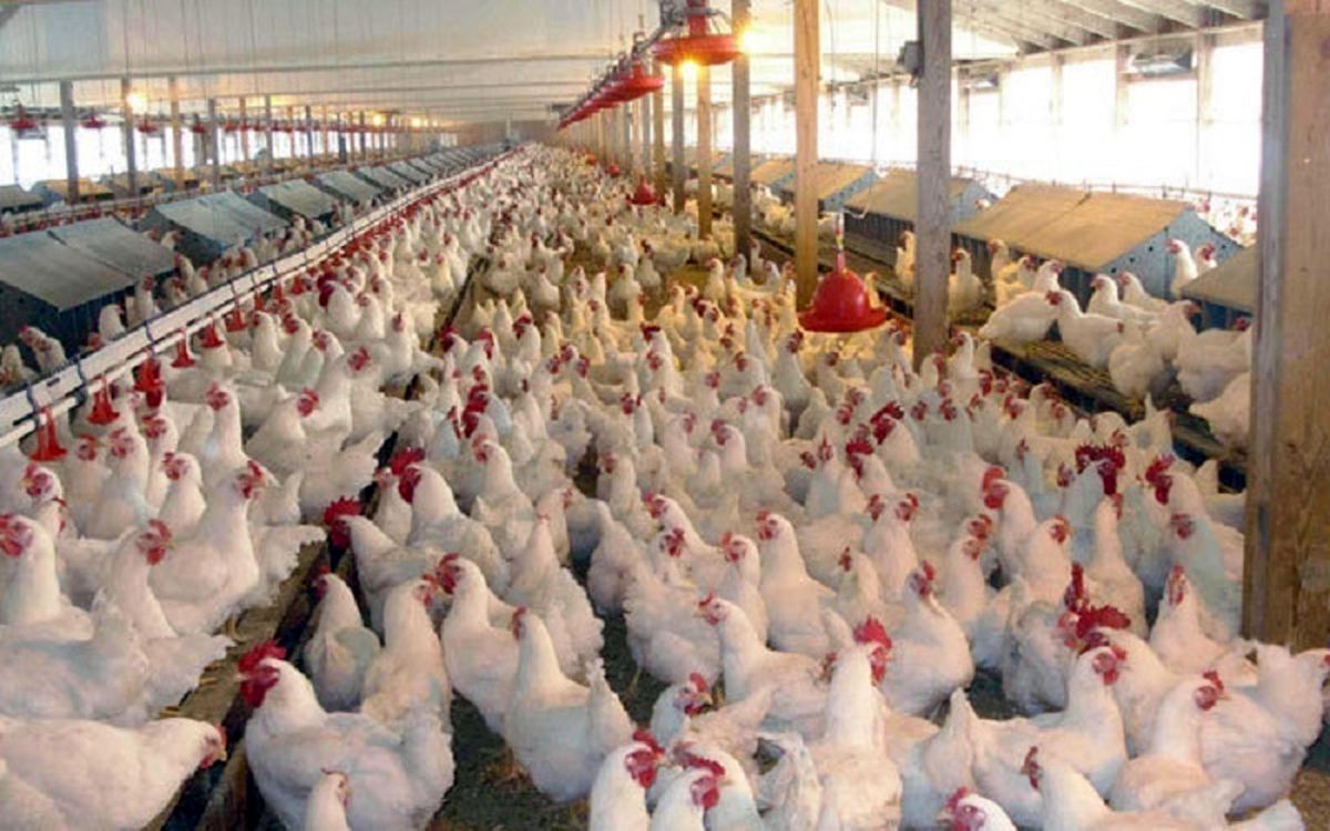دامپزشکی: ۸۵۰۰ قطعه مرغ به دلیل قطع ناگهانی برق در گناباد تلف شدند
