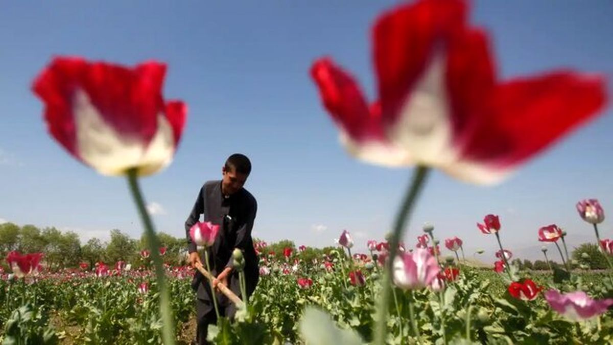 سخنگوی ستاد مبارزه با مواد مخدر: میزان درآمد کشاورزان افغانستانی بابت کشت تریاک ۳ برابر شده