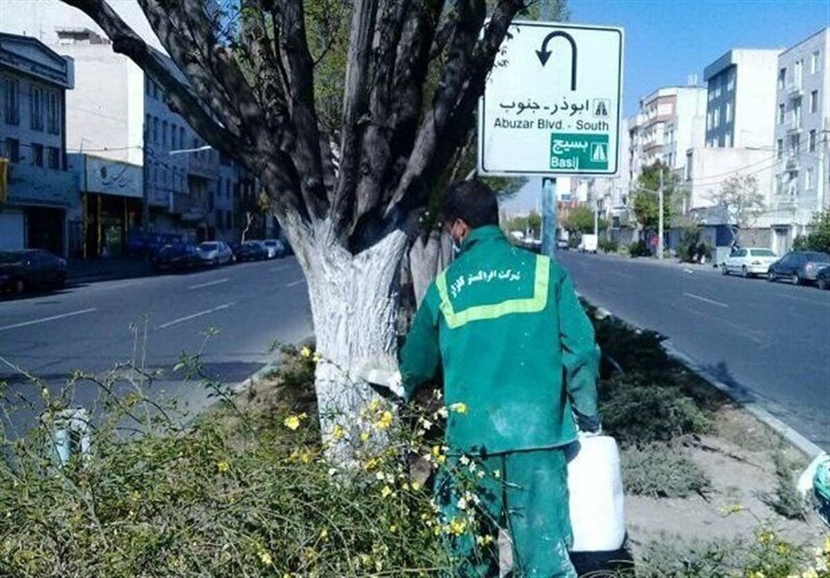 هشدار به تهرانی‌ها درباره لمس نوعی از درختان