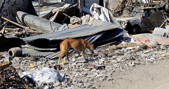 حیوانات غزه نیز از حملات اسراییل در امان نیستند